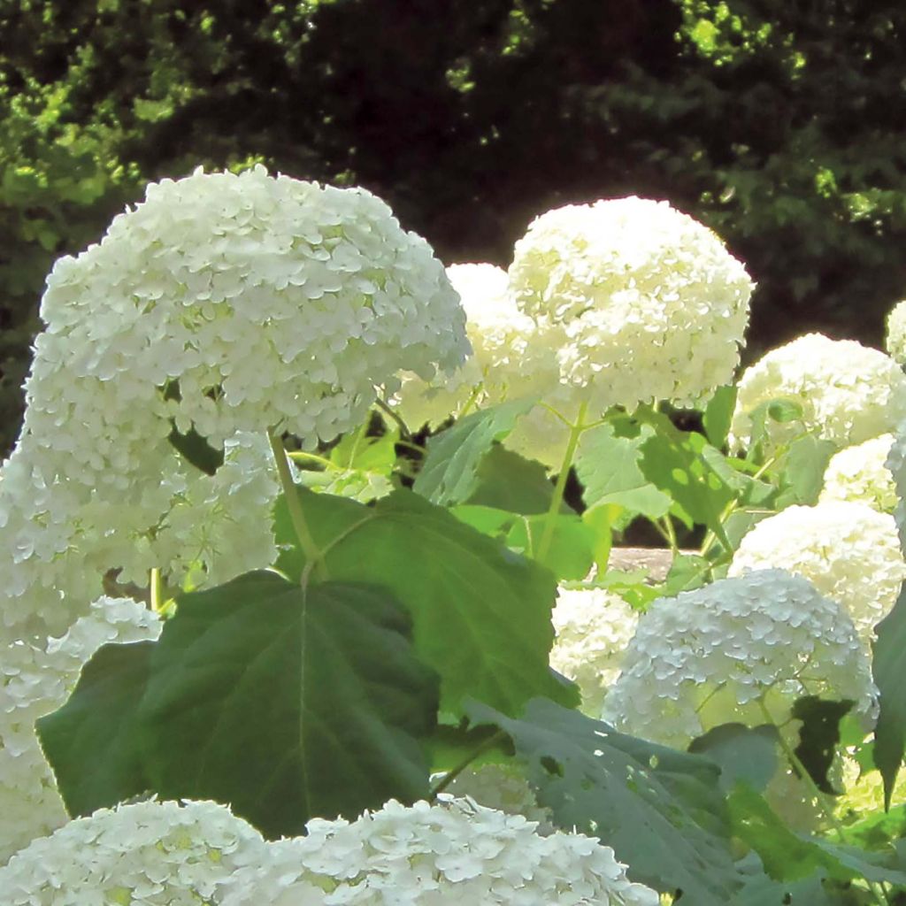 Pallohortensia Strong Annabelle