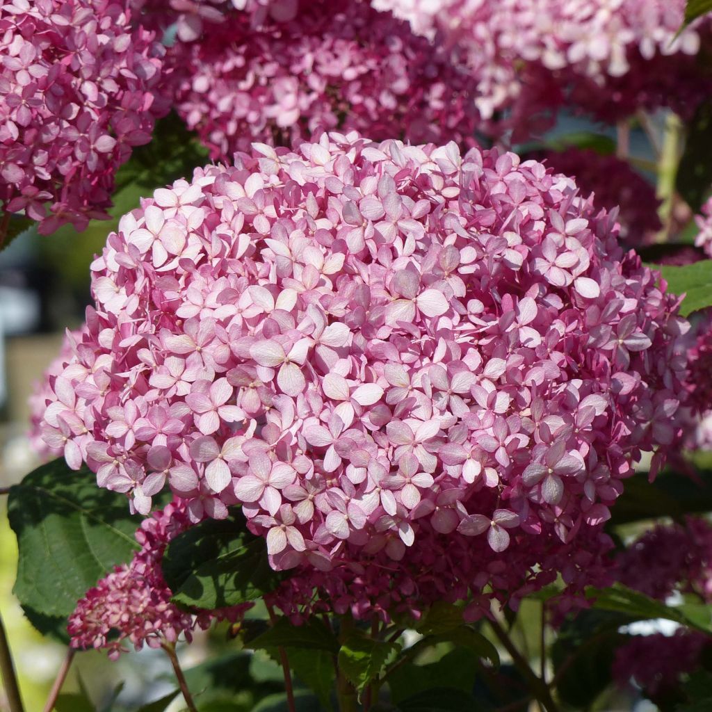 Pallohortensia Pink Annabelle