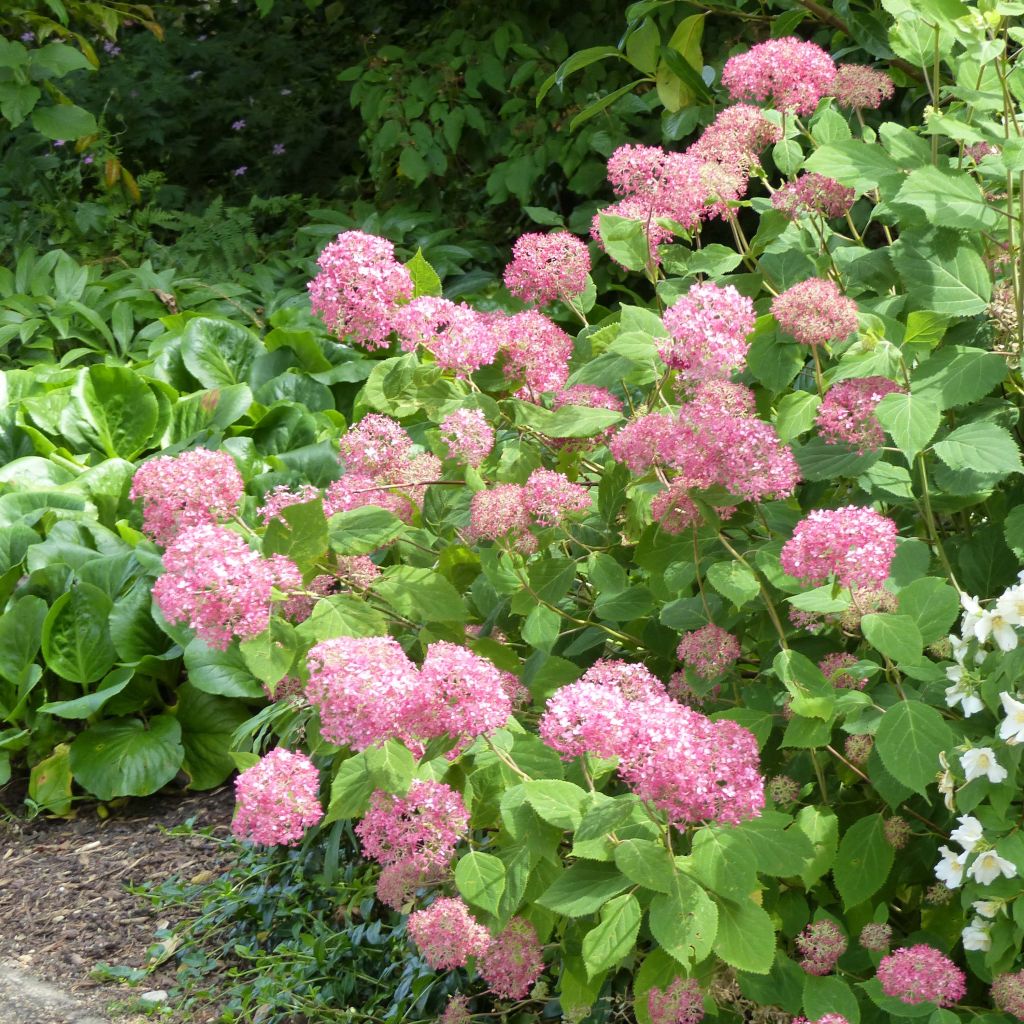 Pallohortensia Pink Annabelle