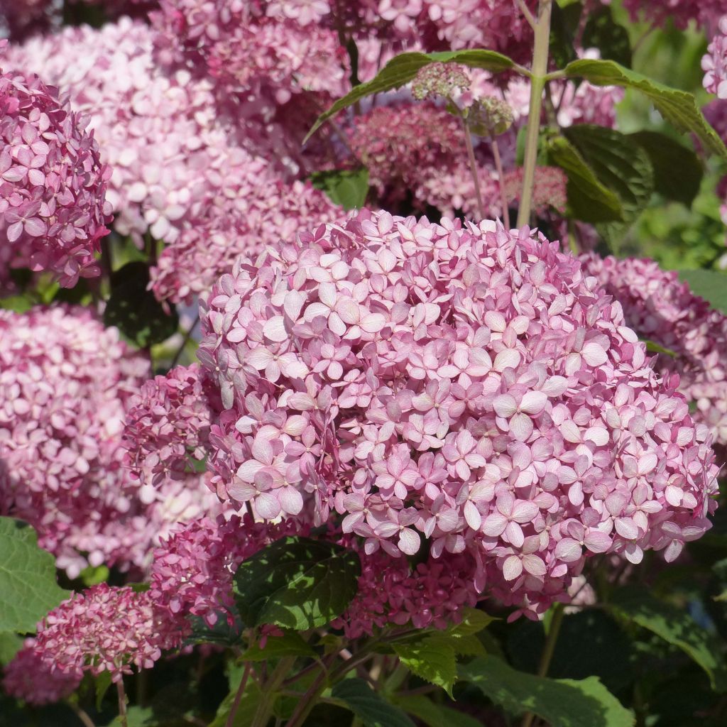 Pallohortensia Pink Annabelle