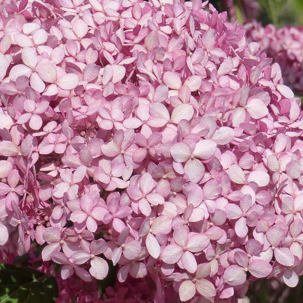 Pallohortensia Pink Annabelle