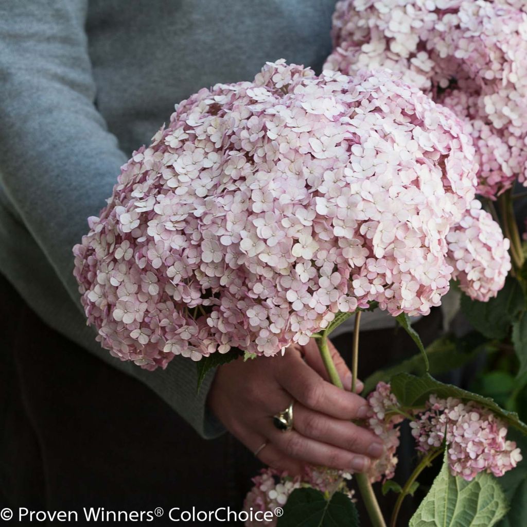 Pallohortensia Sweet Annabelle