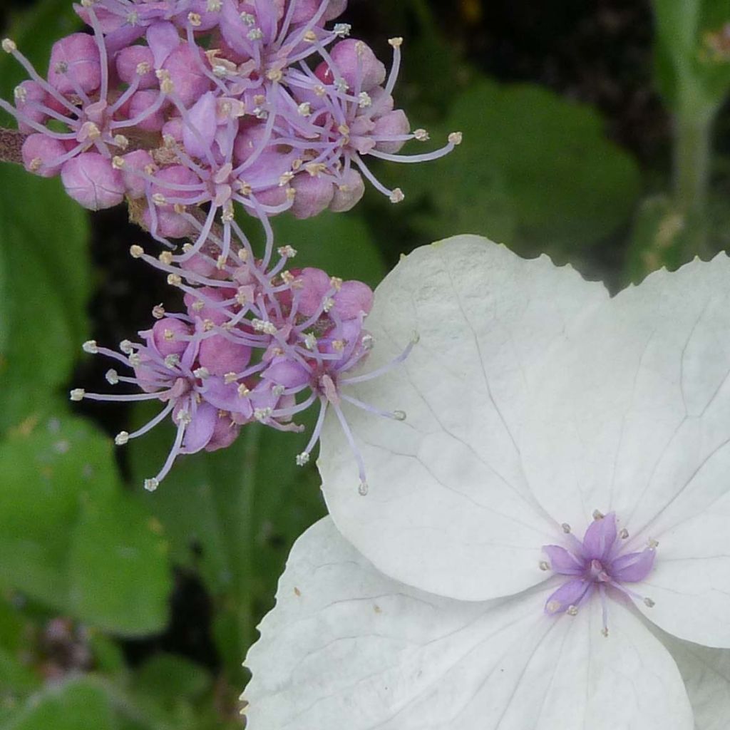 Samettihortensia Macrophylla