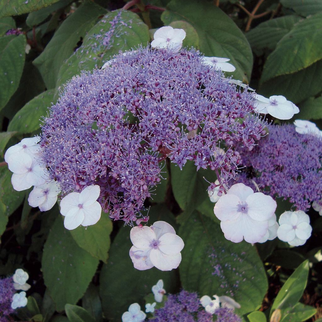 Samettihortensia Macrophylla