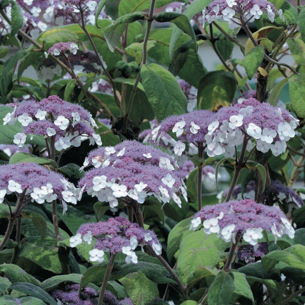 Samettihortensia Macrophylla