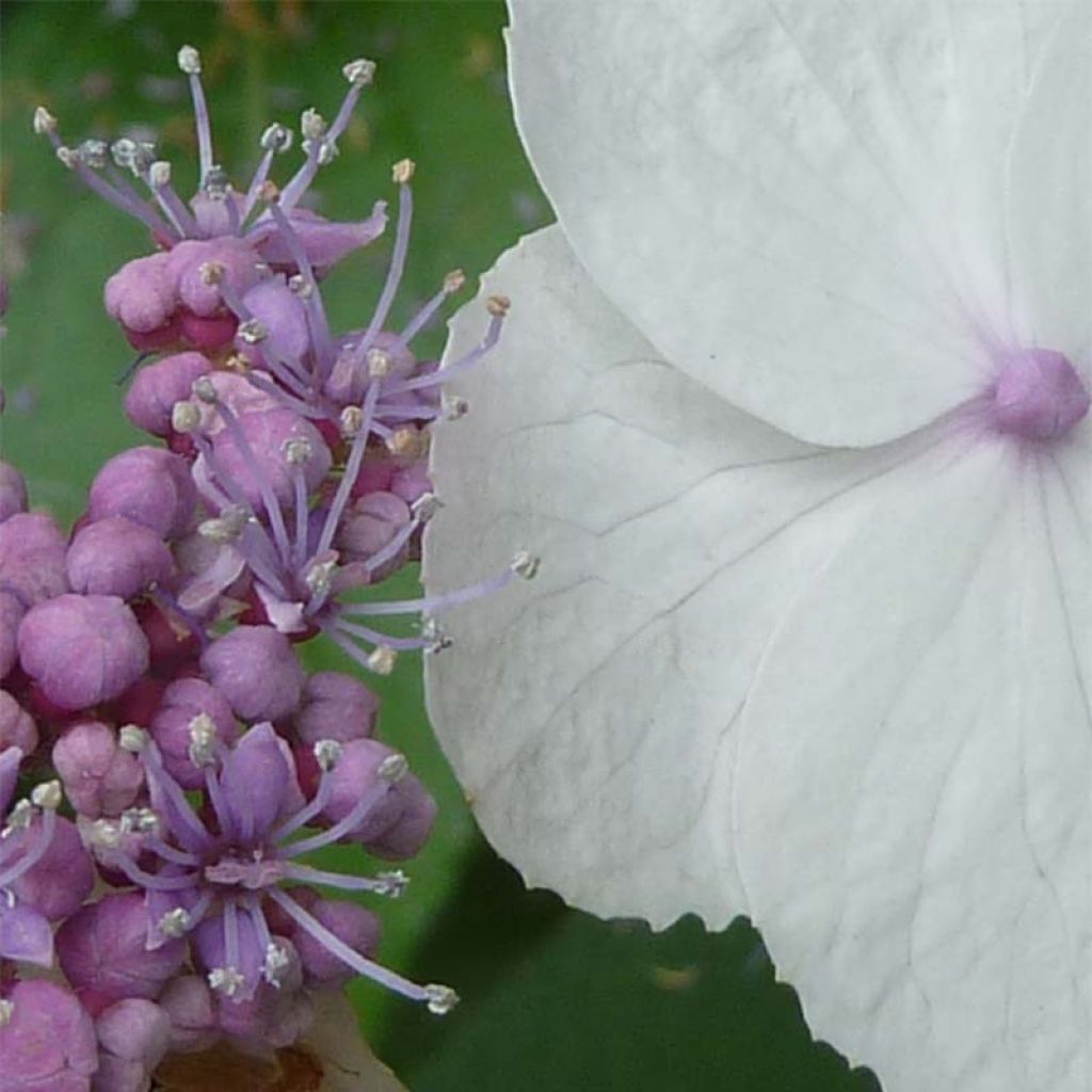 Samettihortensia Macrophylla
