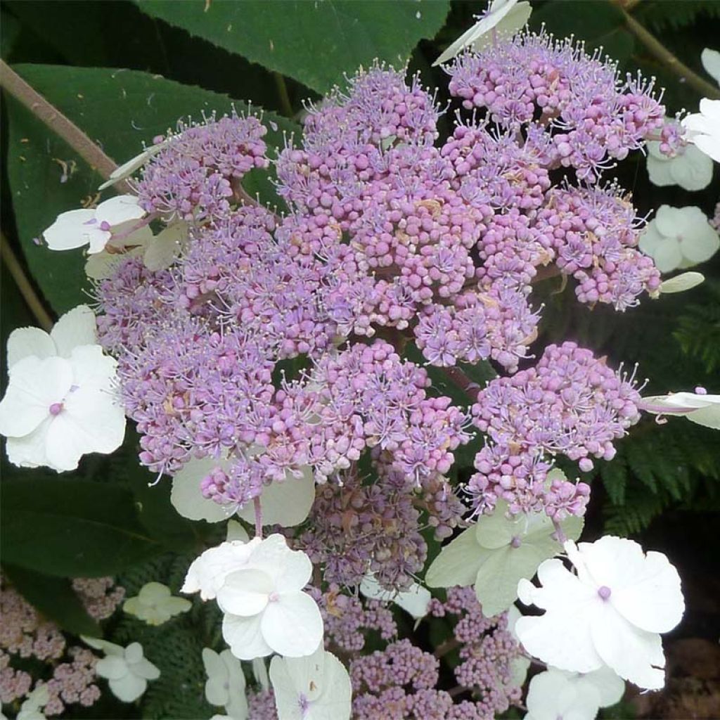 Samettihortensia Macrophylla