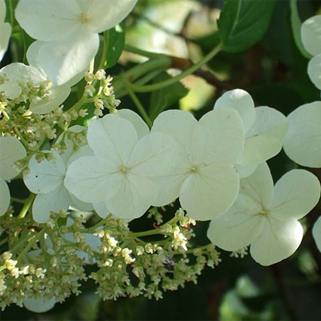 Köynnöshortensia ssp. petiolaris