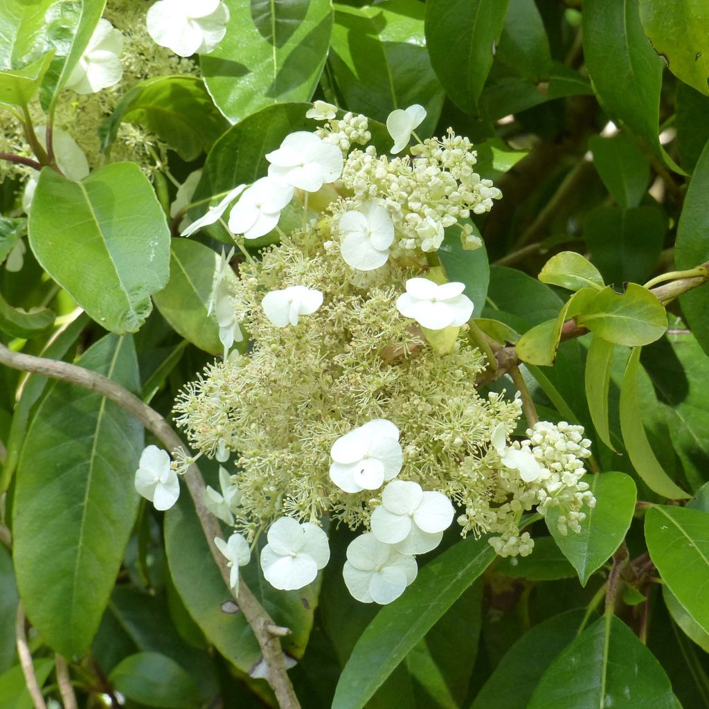 Köynnöshortensia - Hydrangea seemanii