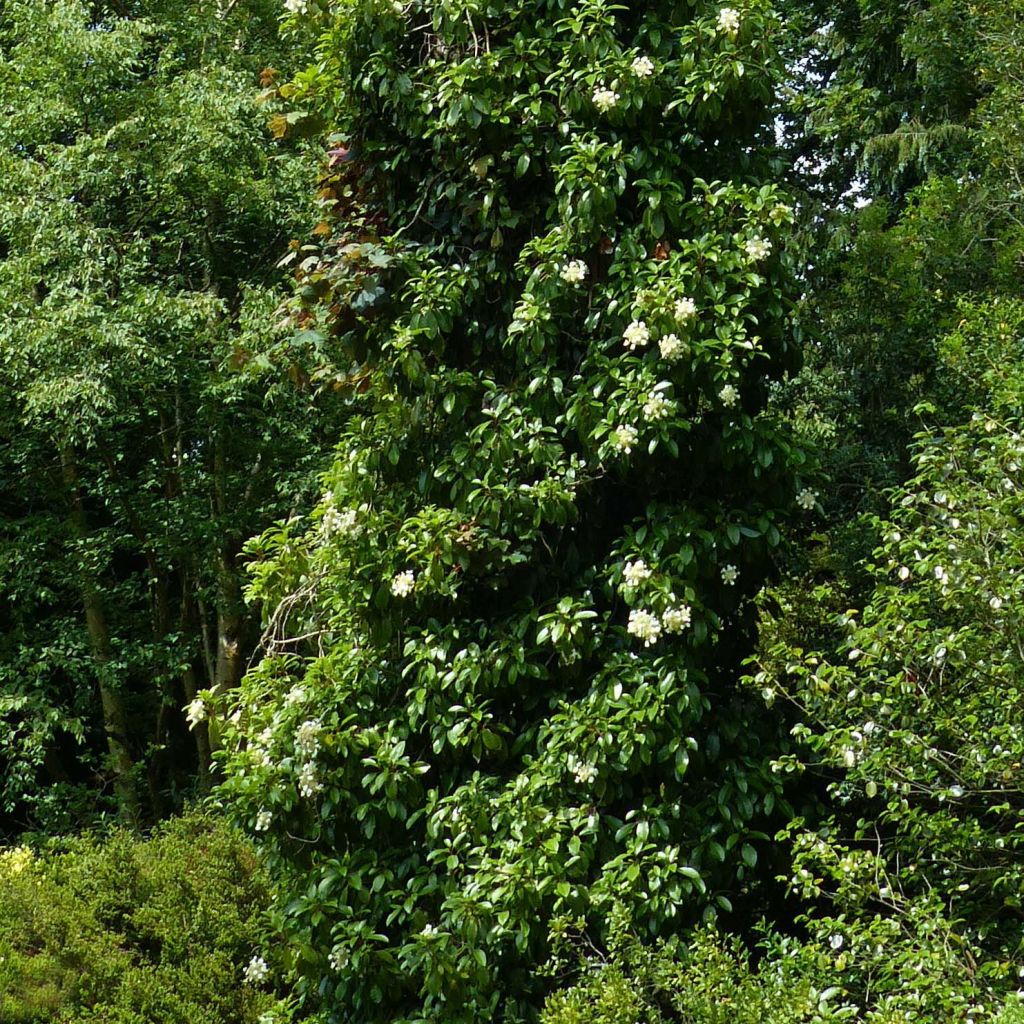 Köynnöshortensia - Hydrangea seemanii