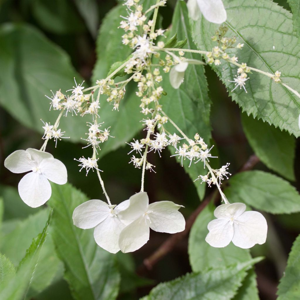 Kiinanhortensia - Hydrangea heteromalla
