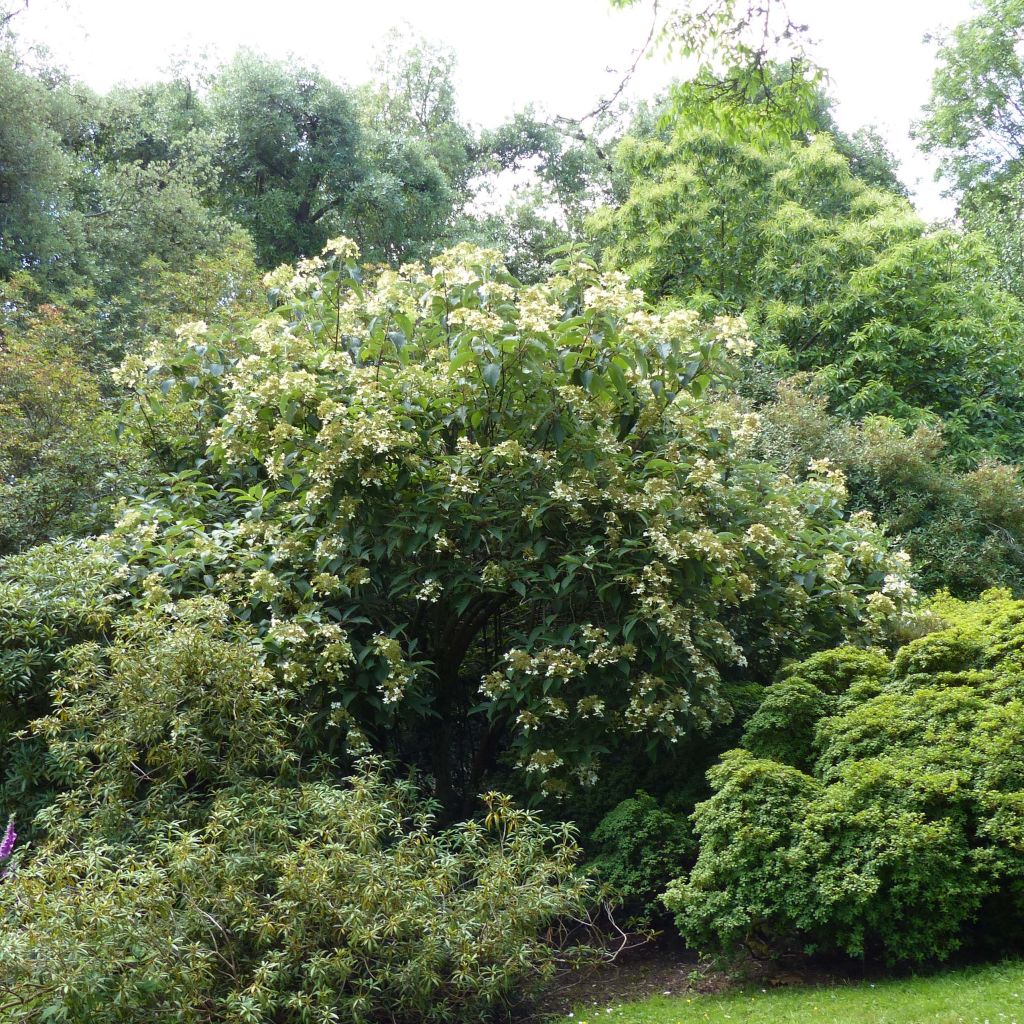 Kiinanhortensia - Hydrangea heteromalla