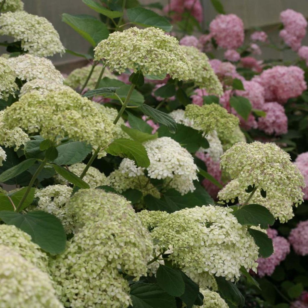 Pallohortensia Lime Rickey