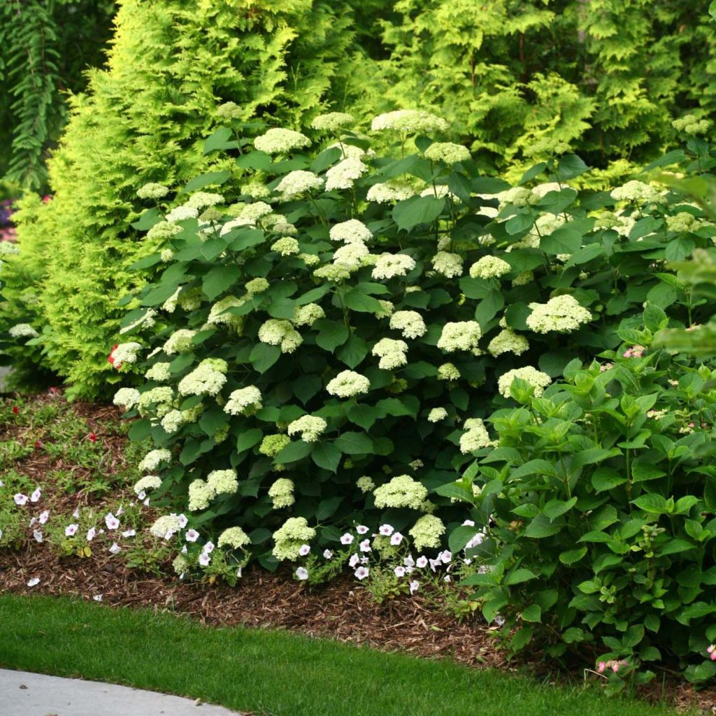 Pallohortensia Lime Rickey