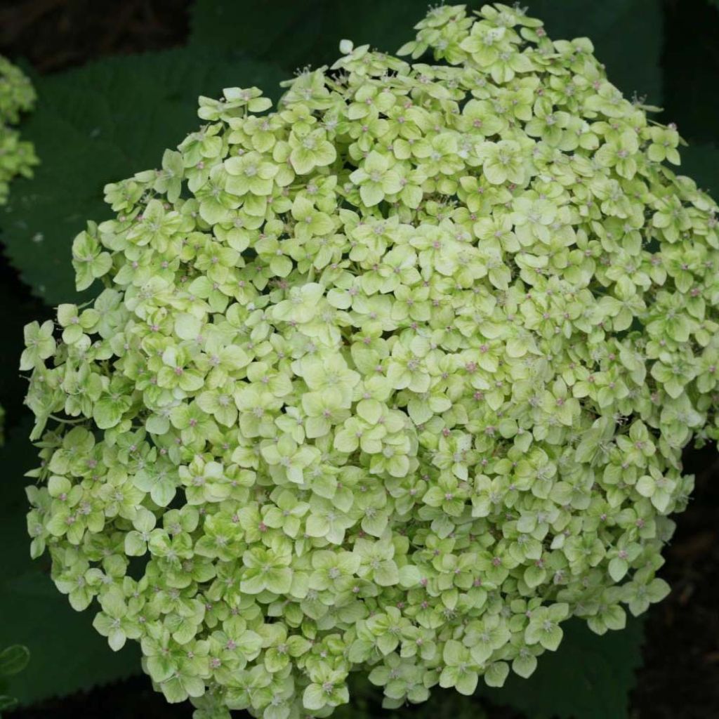 Pallohortensia Lime Rickey