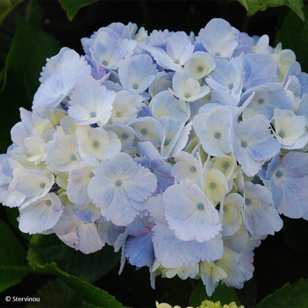 Jalohortensia Amethyst (Collect )