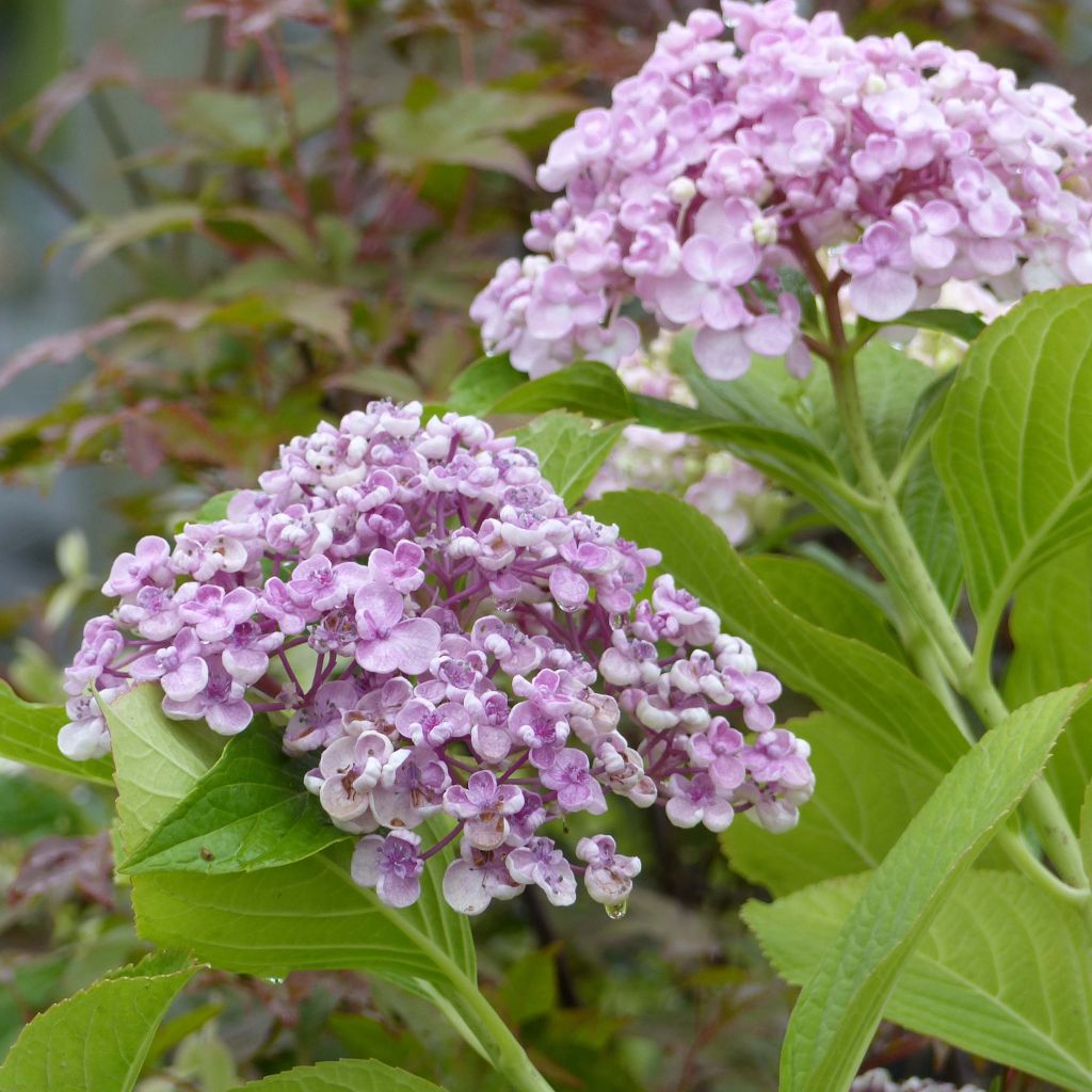 Jalohortensia Ayesha
