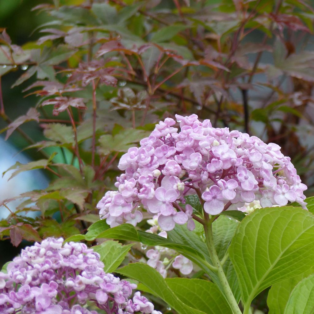 Jalohortensia Ayesha