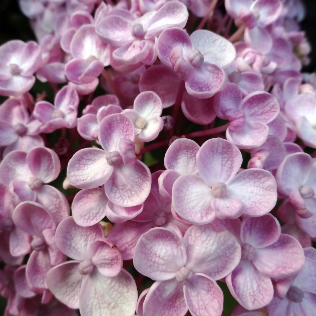 Jalohortensia Ayesha