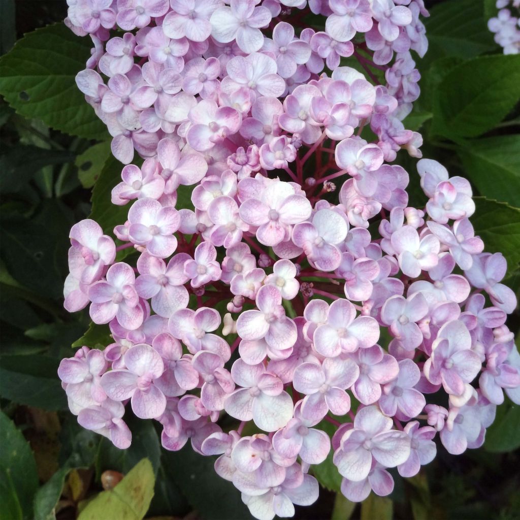 Jalohortensia Ayesha