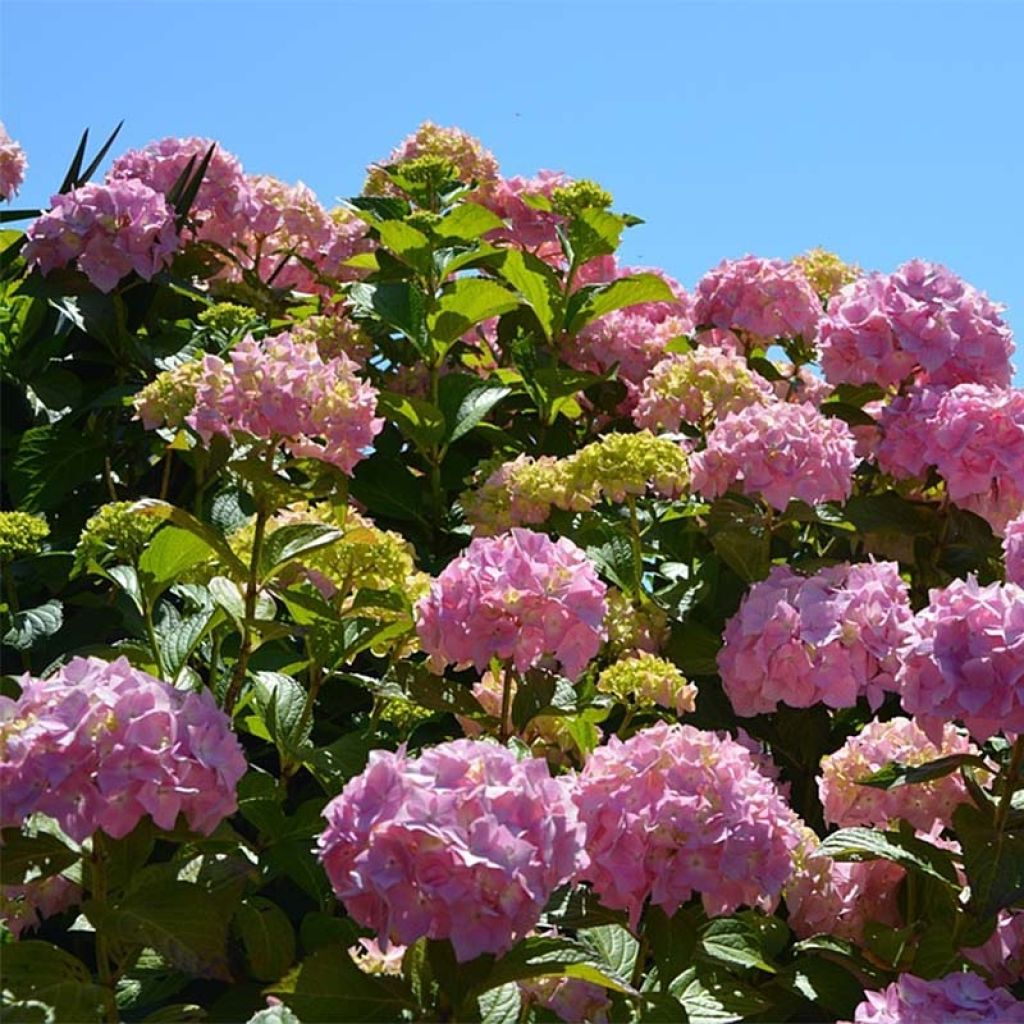 Jalohortensia Bouquet Rose