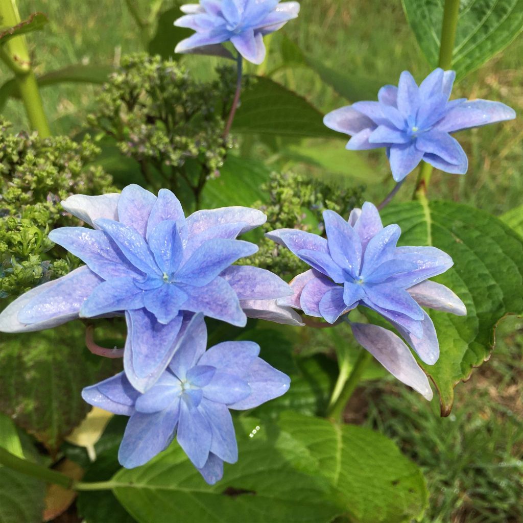 Jalohortensia Hovaria Elleair Anniversary