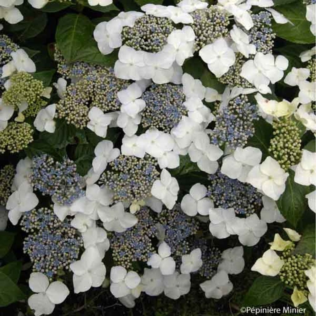 Jalohortensia Great Star Blanc Bleu