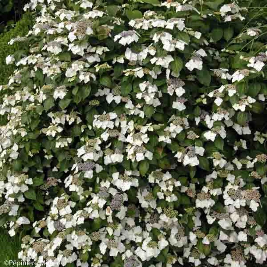 Jalohortensia Great Star Blanc Bleu