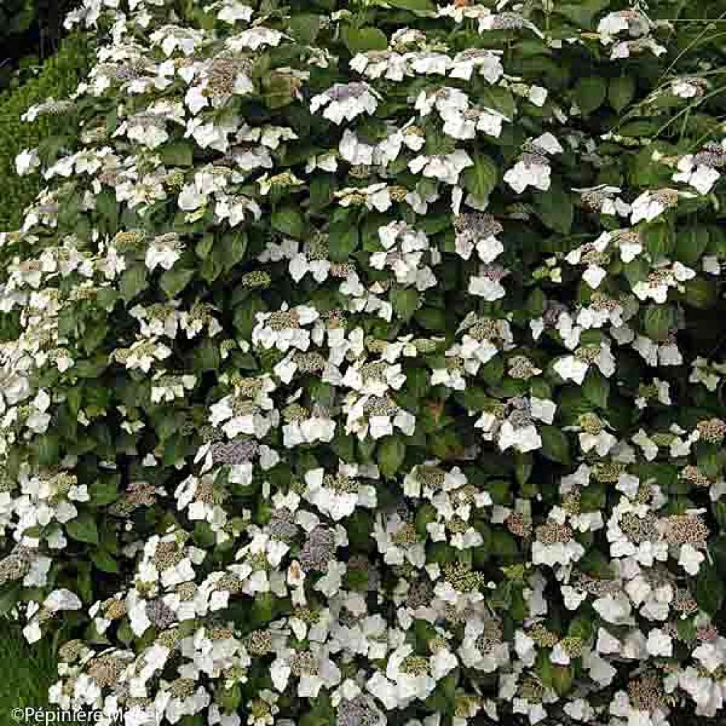 Jalohortensia Great Star Blanc Bleu
