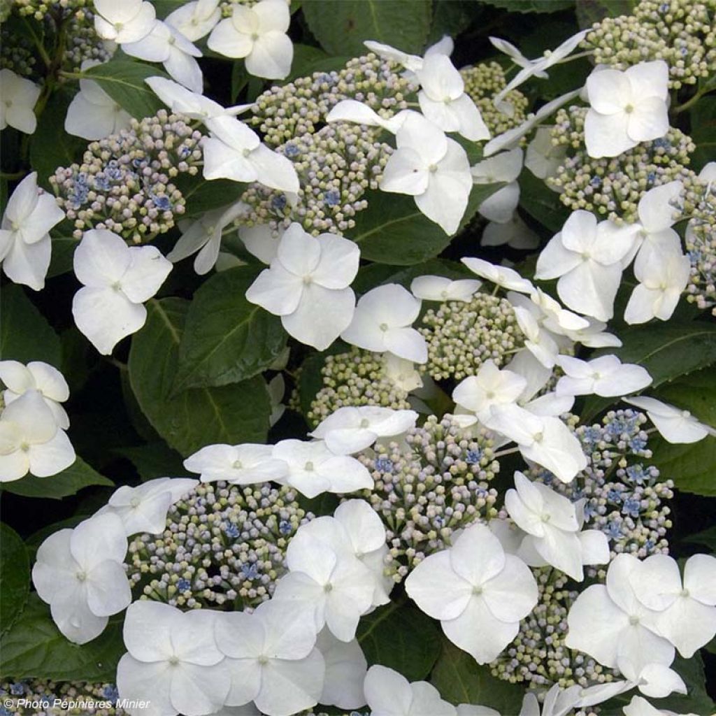 Jalohortensia Great Star Blanc Bleu