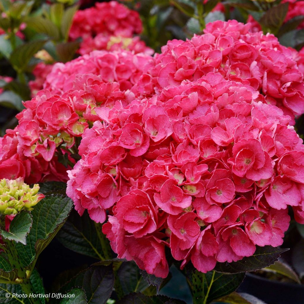 Jalohortensia Julisa