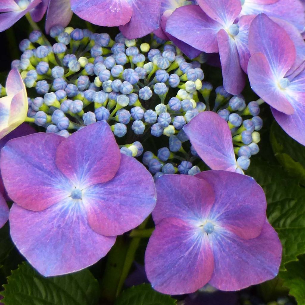 Jalohortensia Royalty Kardinal Violet