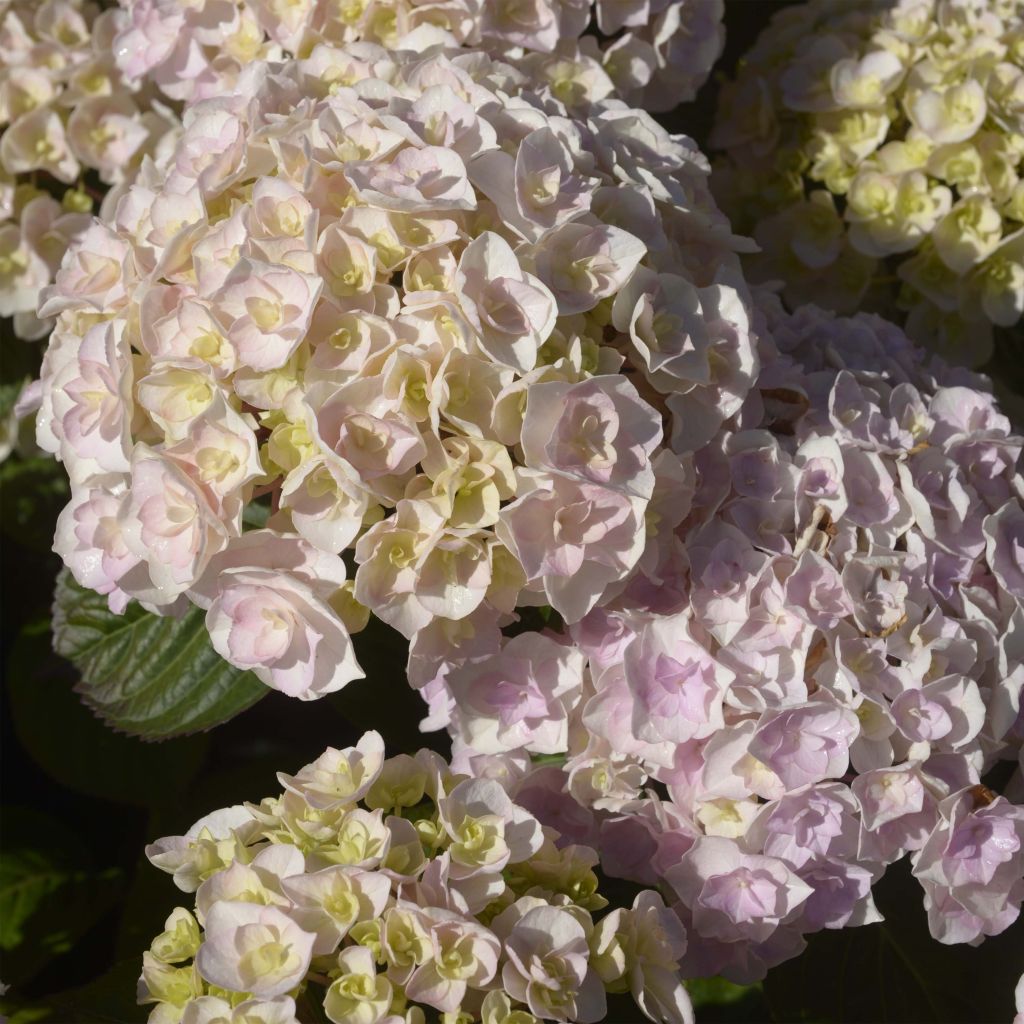 Jalohortensia Kazan