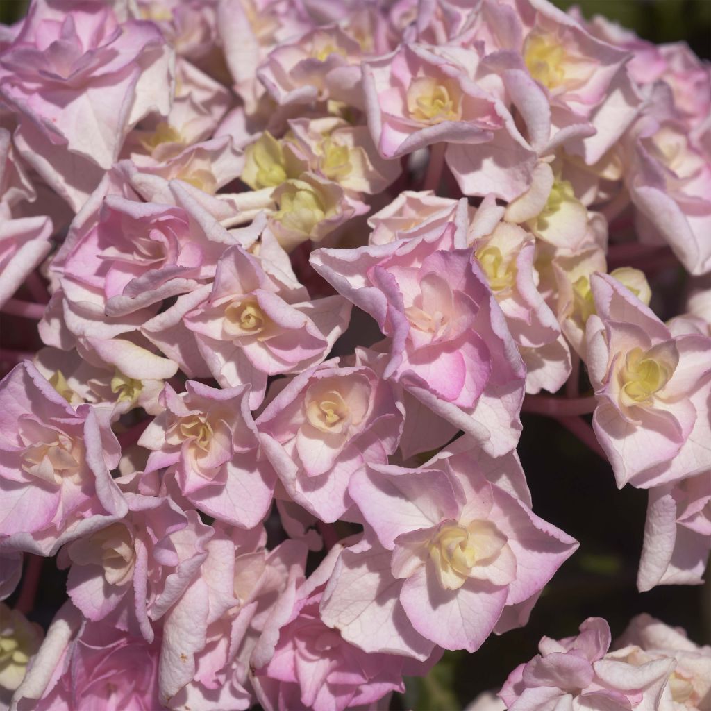 Jalohortensia Kazan