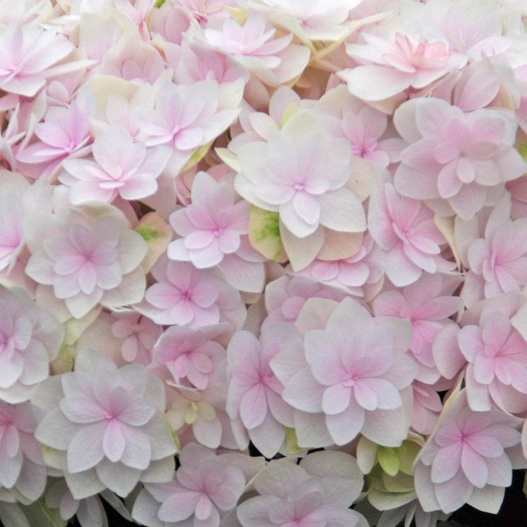 Jalohortensia Kazan