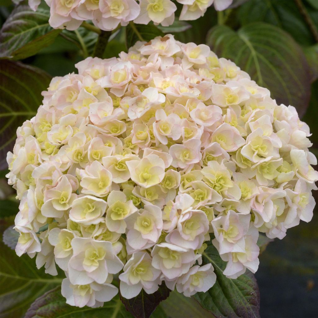 Jalohortensia Kazan