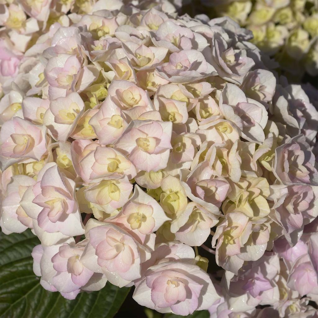Jalohortensia Kazan