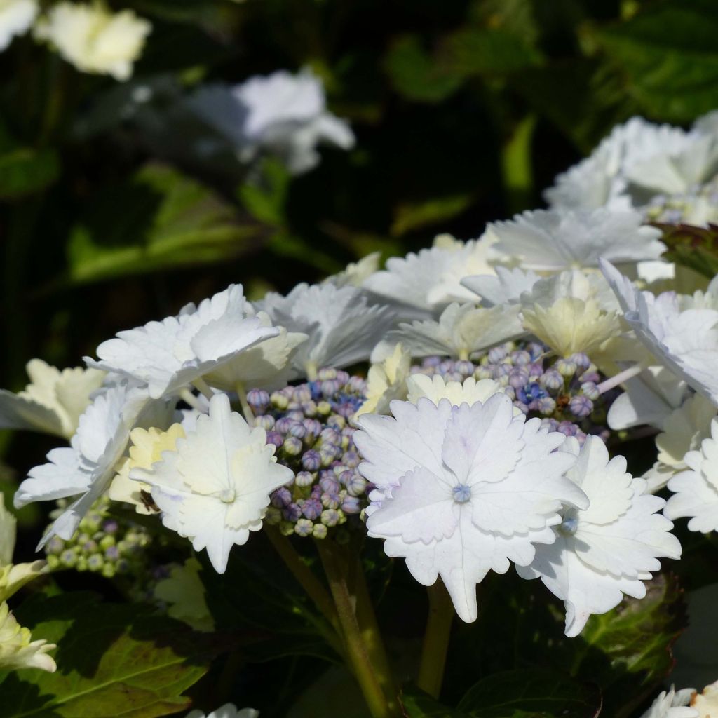 Jalohortensia Koria