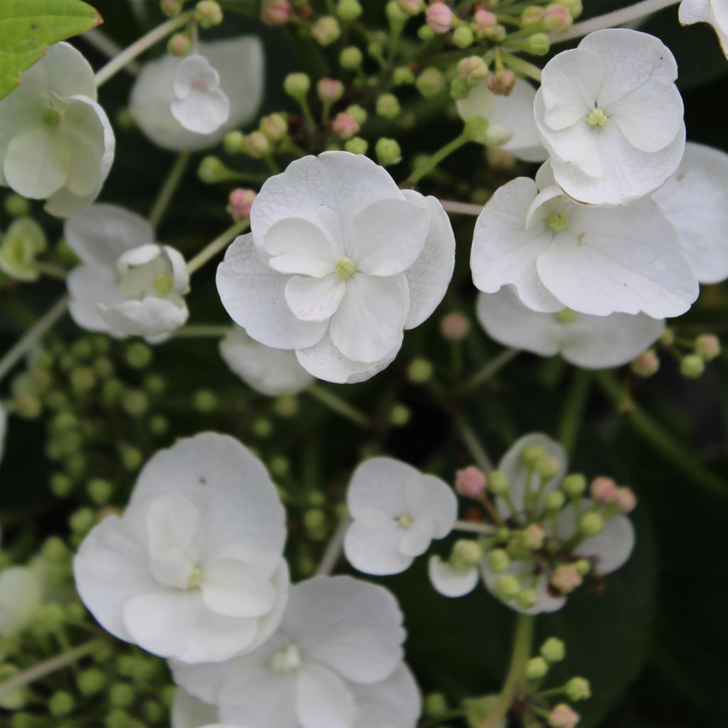 Jalohortensia Libelle