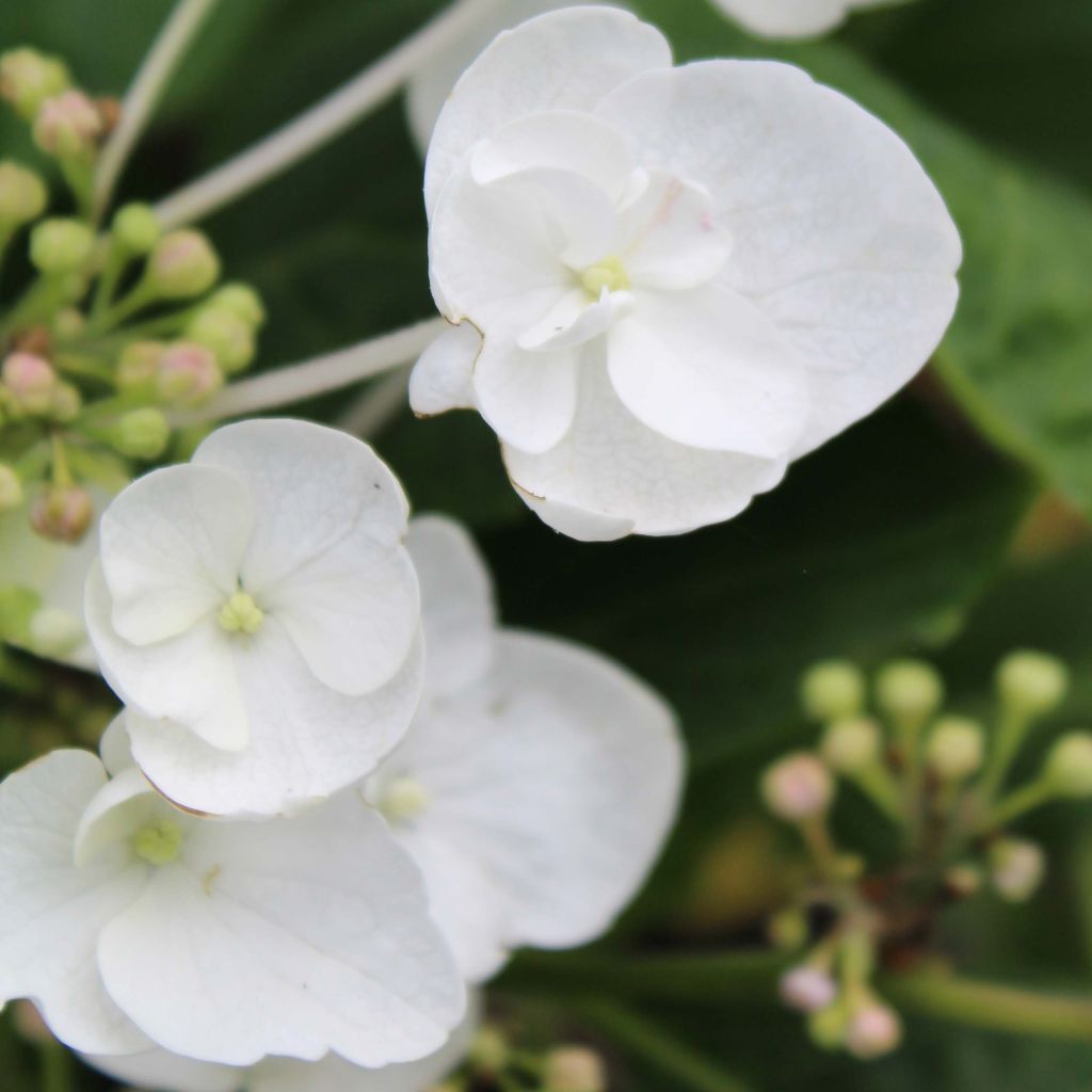 Jalohortensia Libelle