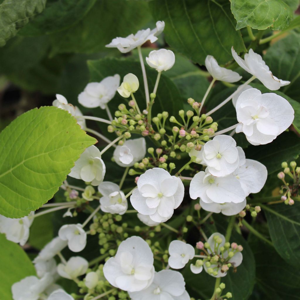 Jalohortensia Libelle