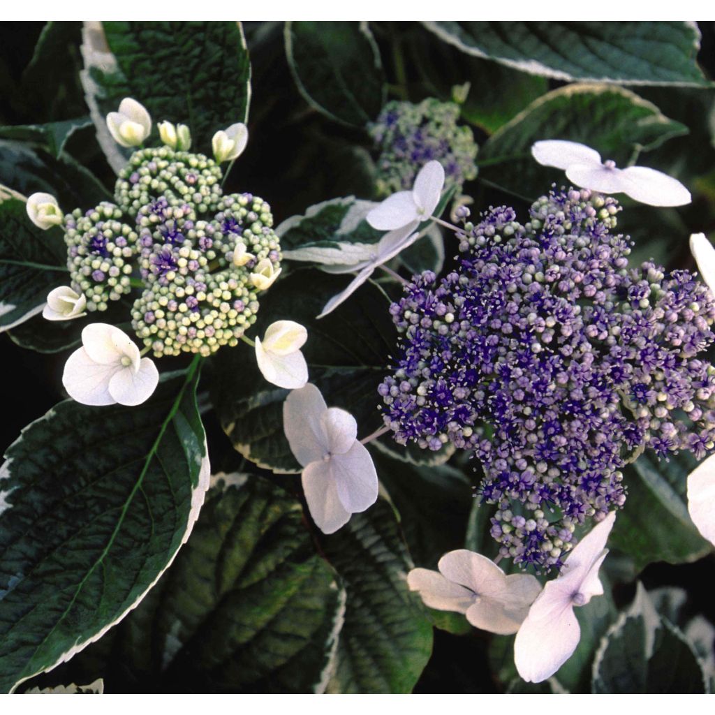 Jalohortensia Light'o'Day
