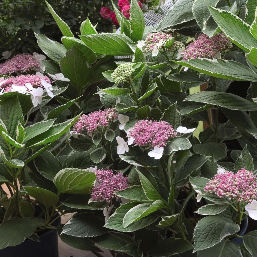 Jalohortensia Light'o'Day