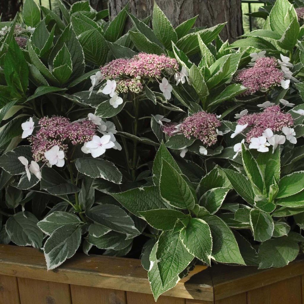 Jalohortensia Light'o'Day