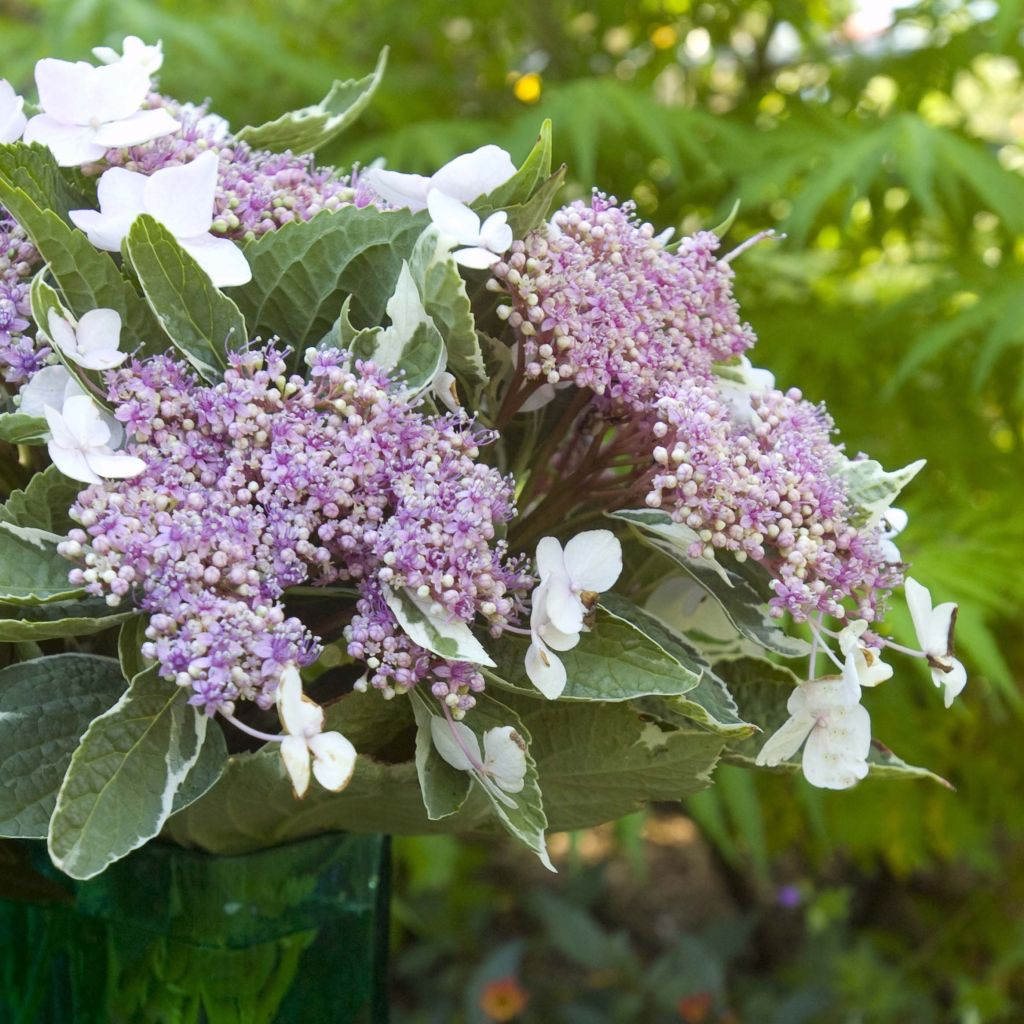 Jalohortensia Light'o'Day