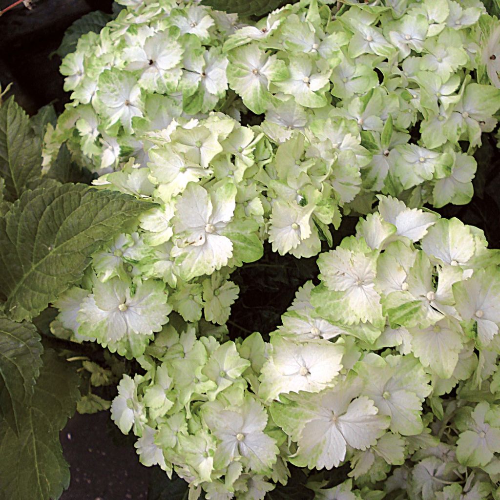 Jalohortensia Magical Jade