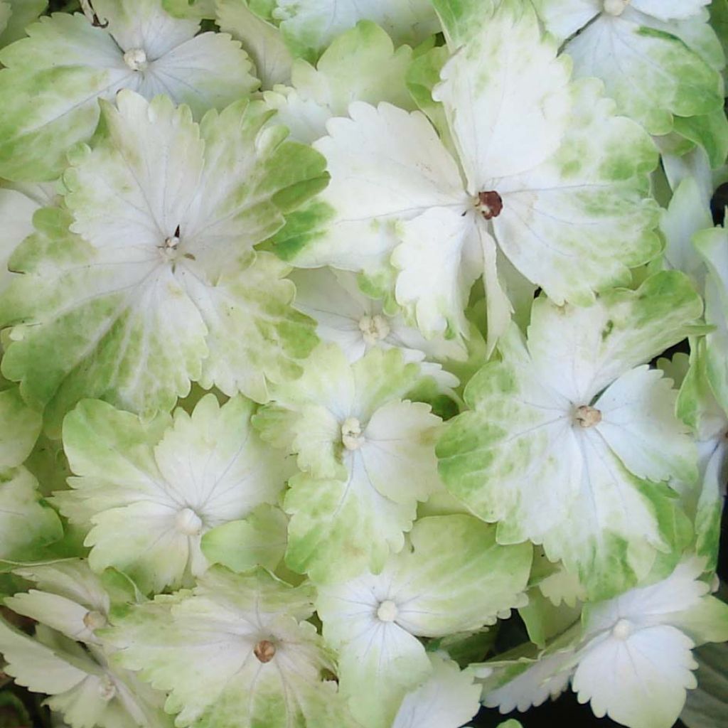 Jalohortensia Magical Jade