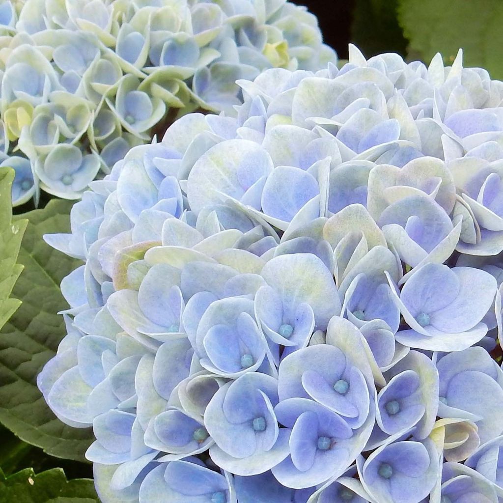 Jalohortensia Magical Revolution Bleu