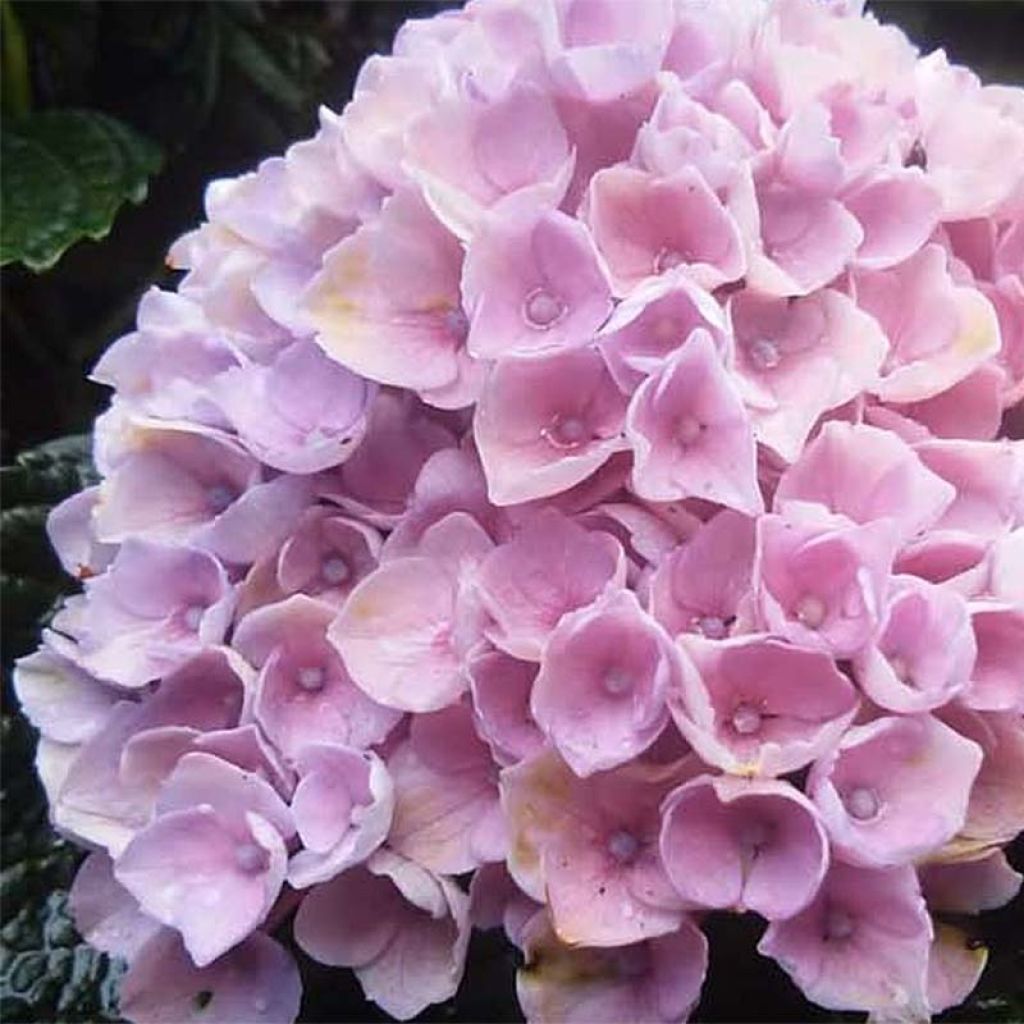 Jalohortensia Magical Revolution Rose