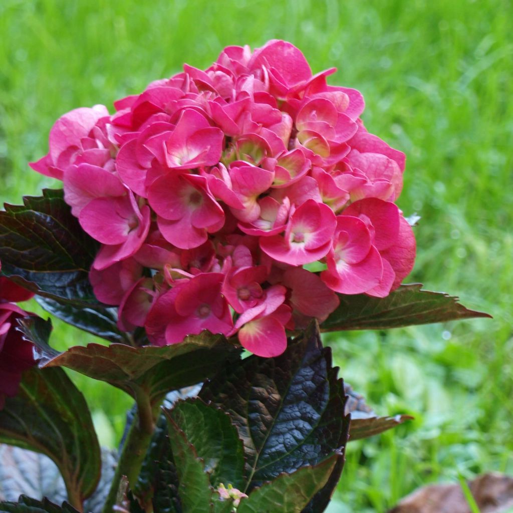 Jalohortensia Merveille Sanguine